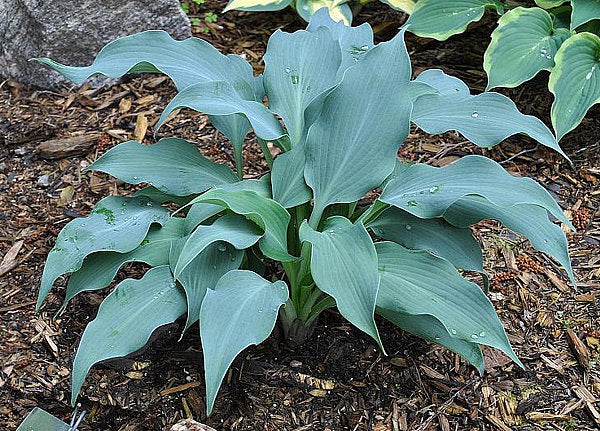 Winfield Blue Hosta Plants online shopping