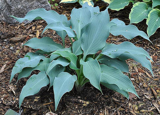 Winfield Blue Hosta Plants online shopping