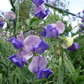 Erewhon Sweet Pea seeds online shopping