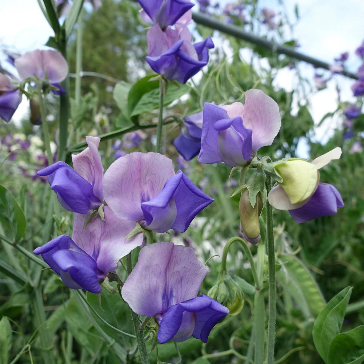 Erewhon Sweet Pea seeds online shopping