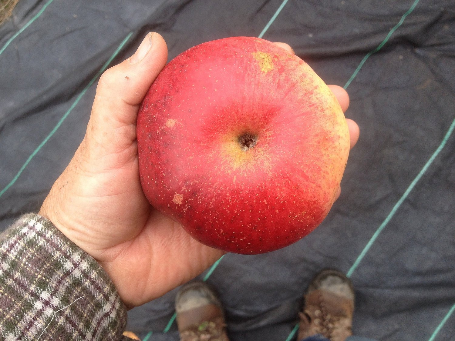 Wolf River Heirloom Biggest Apple Tree
