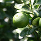 Fukushu Kumquat Plant citrus plant material online shopping