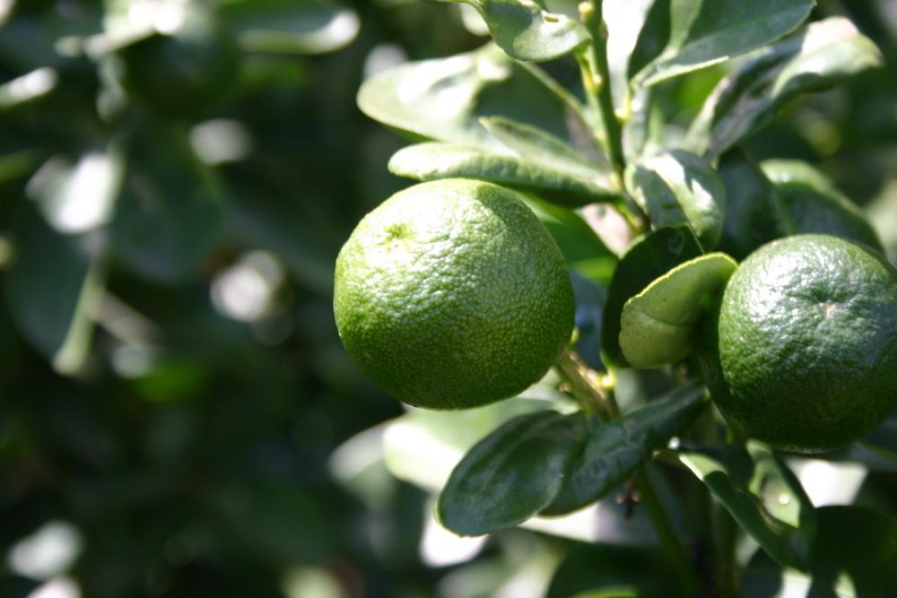 Fukushu Kumquat Plant citrus plant material online shopping