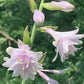 Ki-renjyaku Hosta Plants online shopping
