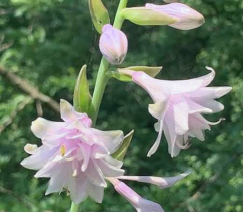 Ki-renjyaku Hosta Plants online shopping