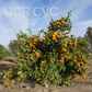 Tieu Mandarin Budwood citrus plant material online shopping