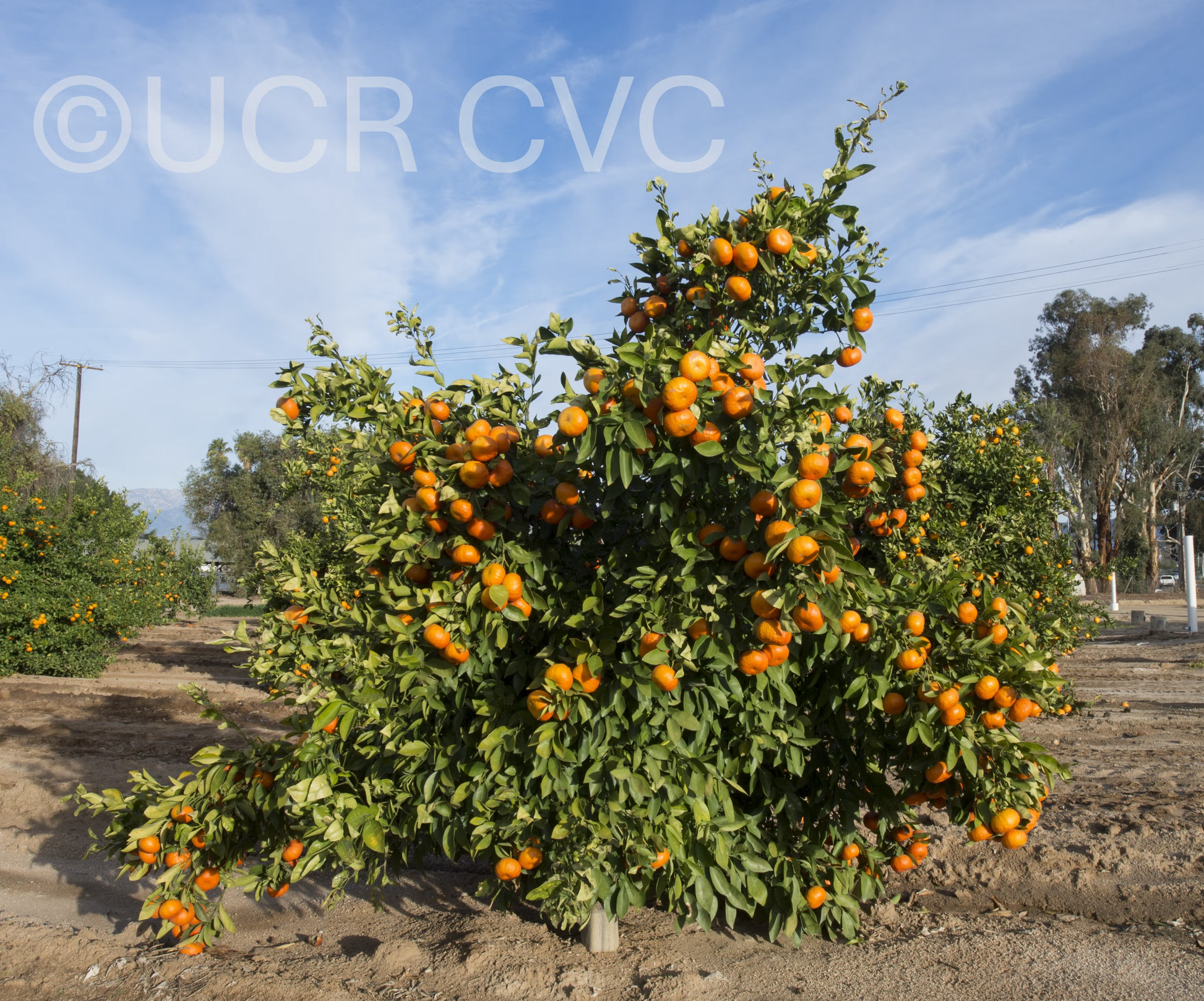 Tieu Mandarin Budwood citrus plant material online shopping