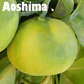 Aoshima Satsuma Mandarin Budwood citrus plant material online shopping