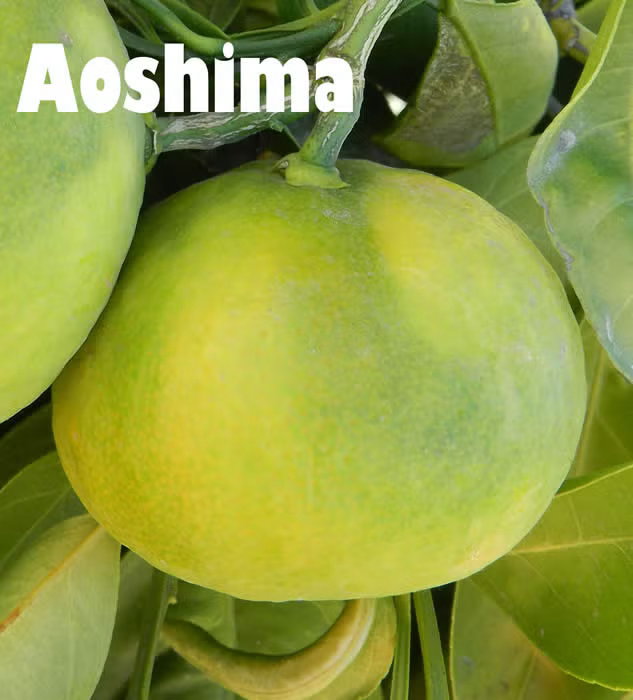 Aoshima Satsuma Mandarin Budwood citrus plant material online shopping