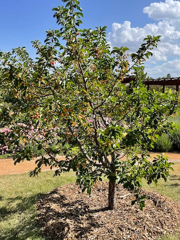 Surefire Sour Cherry