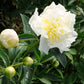 Paeonia Lactiflora Honey Gold