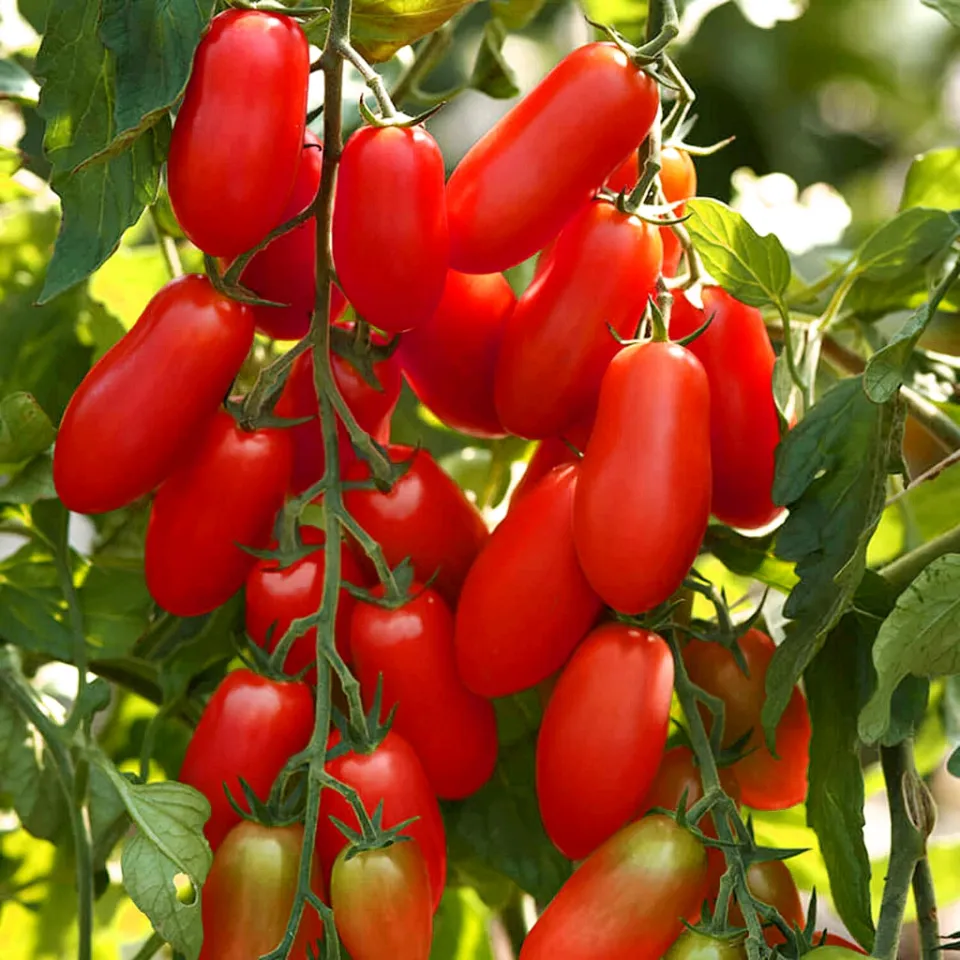 Marzito F1 Tomato