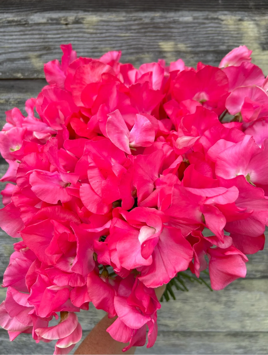 Somerset Lady Sweet Pea