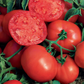 Galahad Organic Tomato