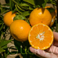 Avana Tardivo Di Ciaculli Mandarin Budwood citrus plant material online shopping