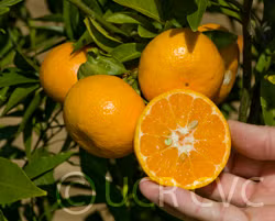 Avana Tardivo Di Ciaculli Mandarin Budwood citrus plant material online shopping