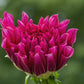 Emory Paul Dahlia Plants online shopping