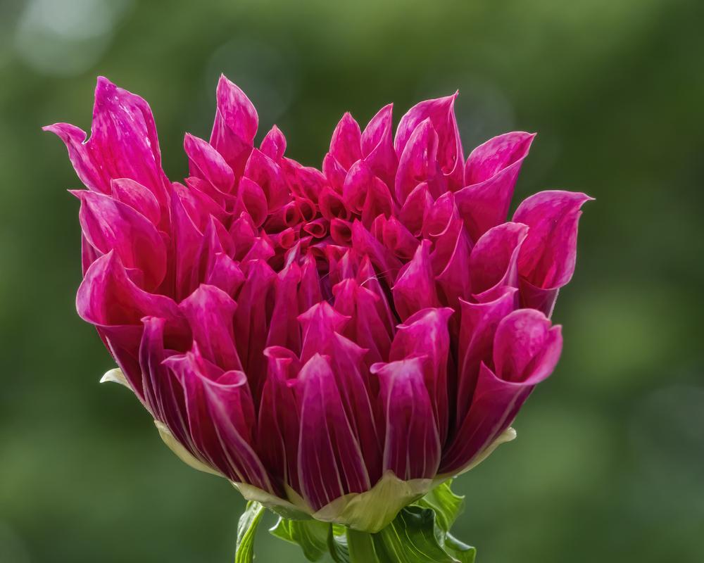 Emory Paul Dahlia Plants online shopping