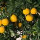 Iyo San Ponkan Mandarin Budwood citrus plant material online shopping