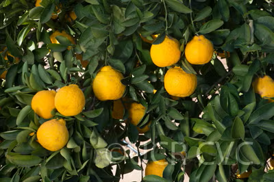 Iyo San Ponkan Mandarin Budwood citrus plant material online shopping