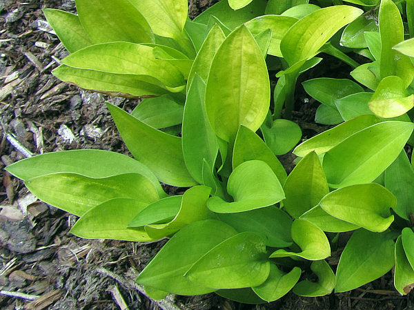 Gosan Gold Midget Hosta