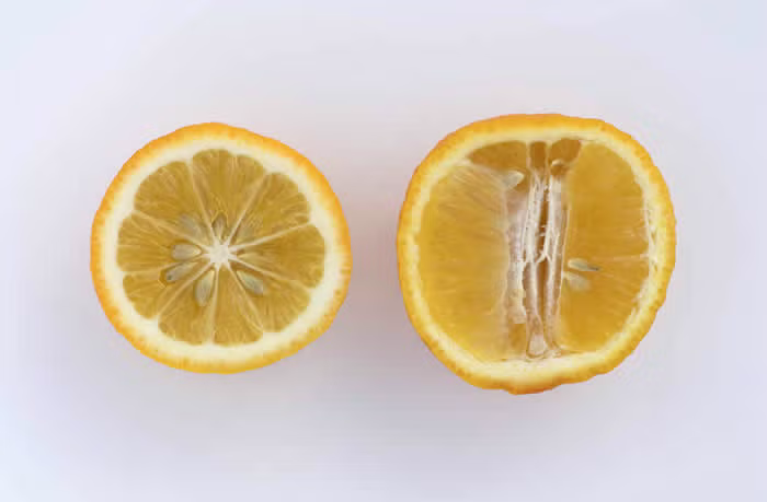 Volckamer Lemon Budwood citrus plant material online shopping