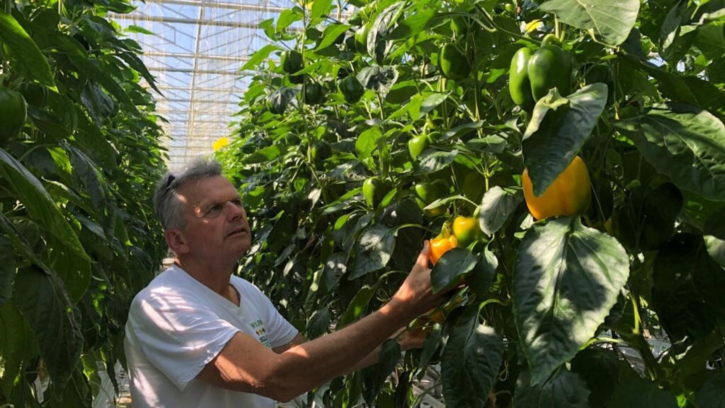 Grodan Supreme Slab Capsicum Cultivation Rock Wool Hydroponics Substrate