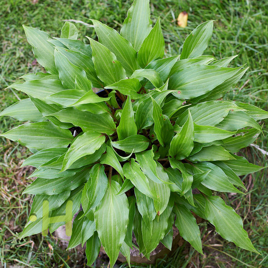 Little Red Joy Hosta