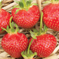 Galletta Early Season Strawberry