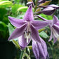 Violetta Hosta Plants online shopping