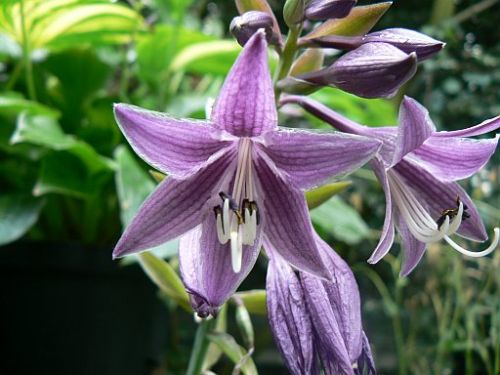 Violetta Hosta Plants online shopping
