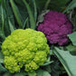 Trevi Cauliflower