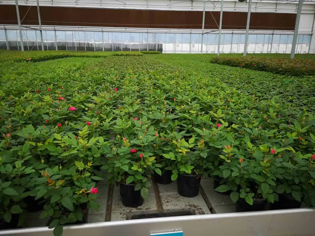 Active Aqua 4' Wide Infinity Tray  Ebb and Flow Flood Table