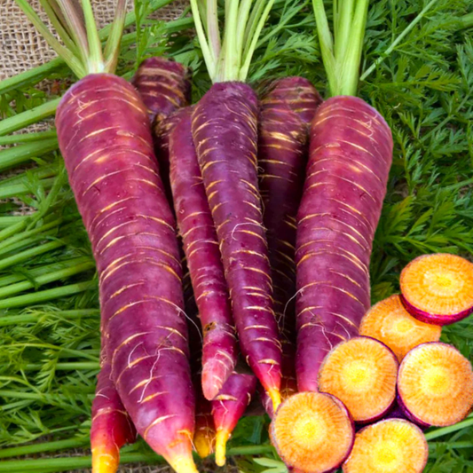 Dragon Carrot Seeds online shopping