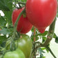 Rugby Tomato