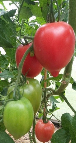 Rugby Tomato Seeds online shopping