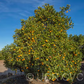 Diller Sweet Orange Budwood citrus plant material online shopping