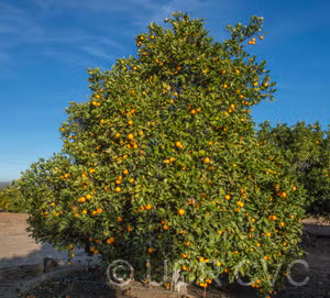 Diller Sweet Orange Budwood citrus plant material online shopping