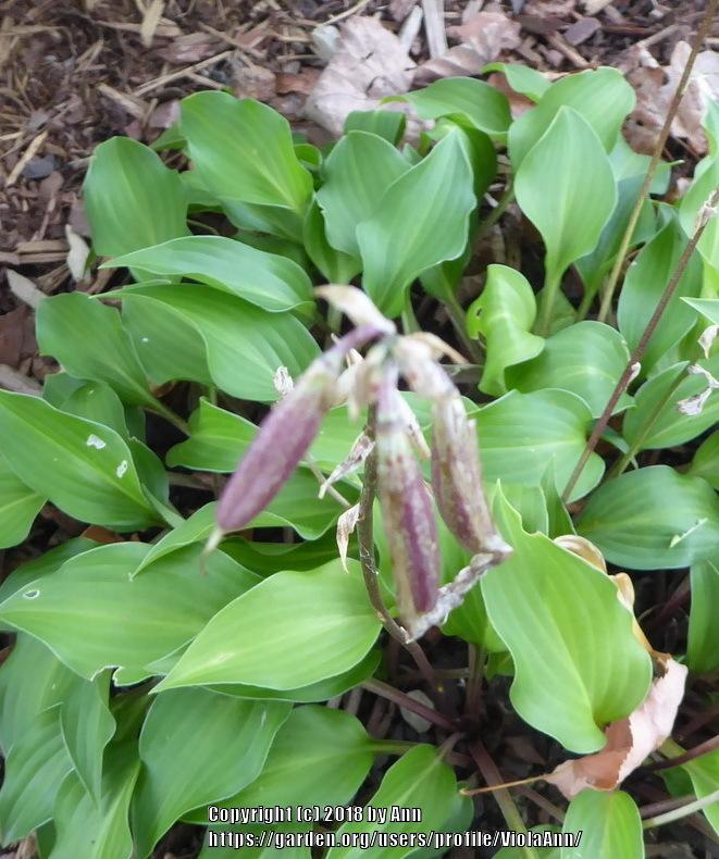 Little Red Rooster Hosta