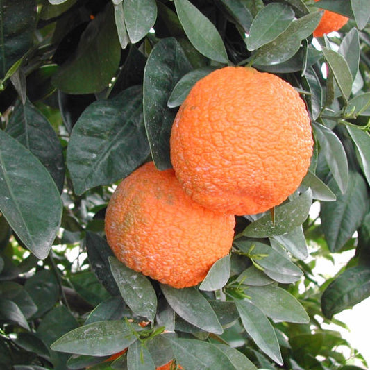 Novelty x Ellendale Mandarin Hybrid Budwood citrus plant material online shopping