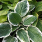 Marshmallow Clouds Hosta Plants online shopping