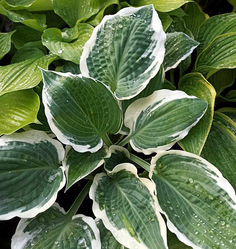 Marshmallow Clouds Hosta Plants online shopping