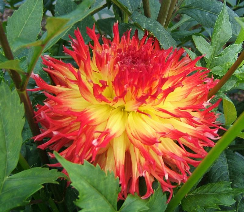Pinelands Pam Dahlia
