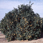 Frost Washington Navel Orange Budwood citrus plant material online shopping