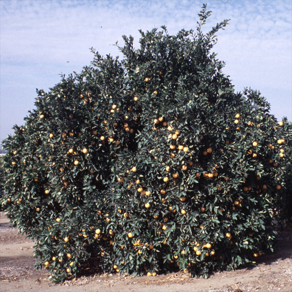 Frost Washington Navel Orange Budwood citrus plant material online shopping