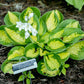 Pocketful Of Sunshine Hosta Plants online shopping