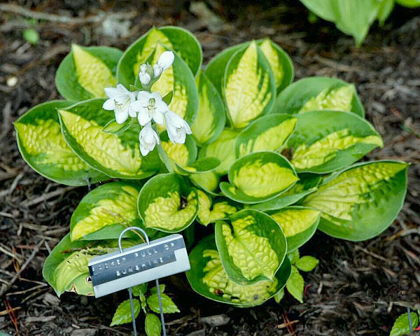 Pocketful Of Sunshine Hosta Plants online shopping