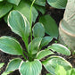 Harpoon Hosta Plants online shopping