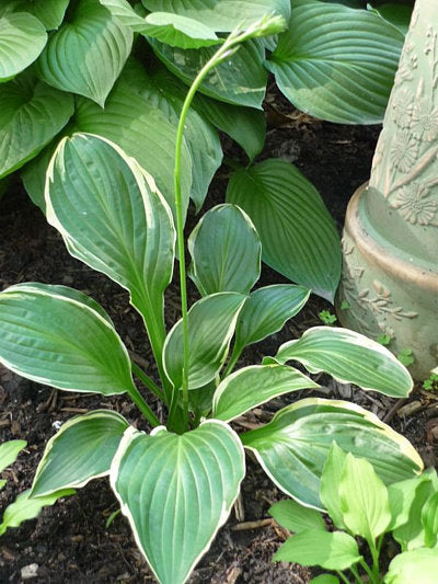 Harpoon Hosta Plants online shopping