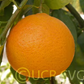 Hickson Mandarin Budwood citrus plant material online shopping